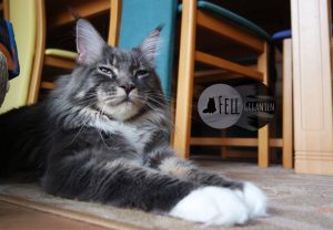 Maine Coon 11 Monate