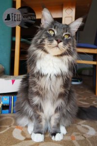 Maine Coon 12 Monate
