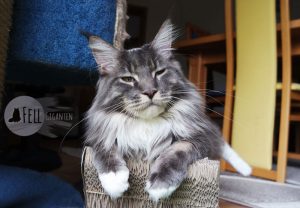 Maine Coon 15 Monate