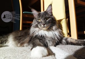 Maine Coon 18 Monate