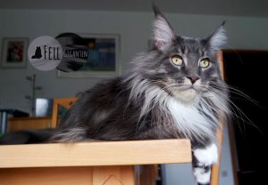 Maine Coon 22 Monate