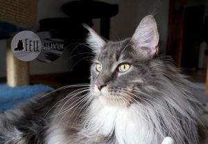 Maine Coon 22 Monate
