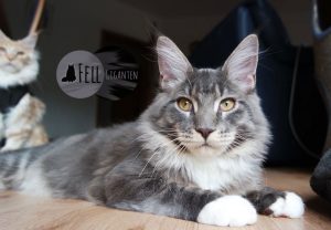 Maine Coon 6 Monate