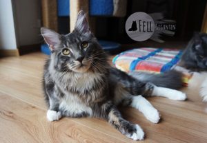 Maine Coon 7 Monate