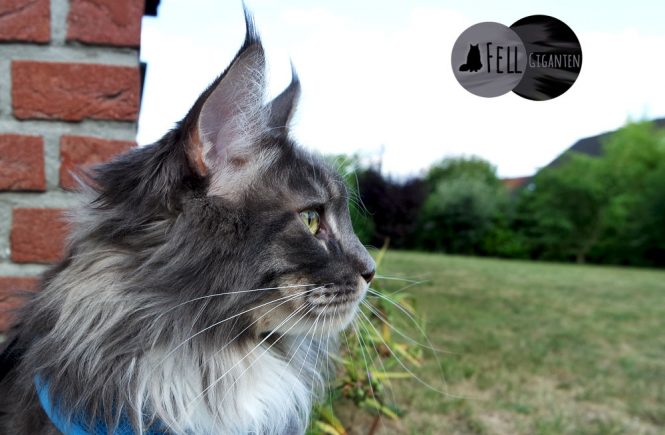 Katze Frisst Nicht Teil 1 Ursachen Für Appetitlosigkeit