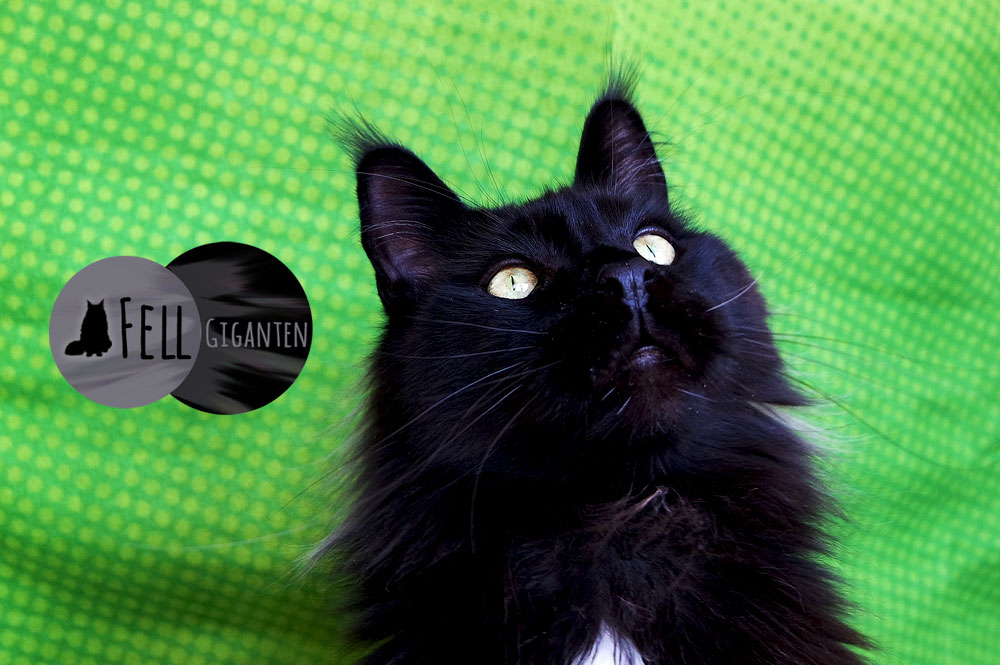 Kostenlose Katzenspiele: 5 coole Games mit Katzen für Browser und Handy