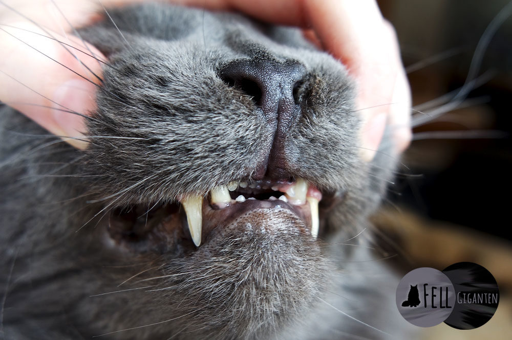 Katzen Zahnpflege