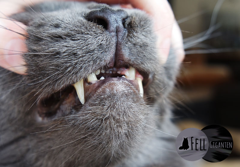 Katzen Zähne