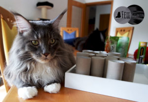 DIY Adventskalender für Katzen